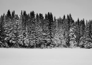 Finnish Trees