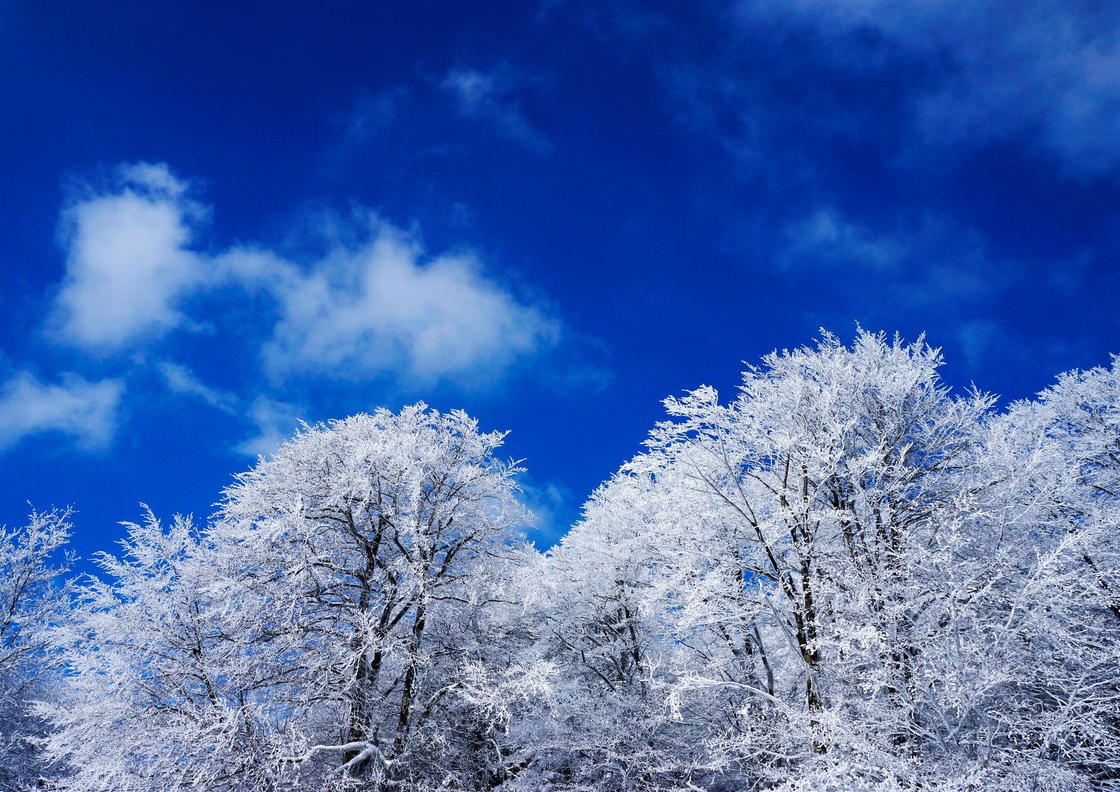 Ice Trees, Spain