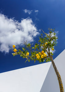 Lemon Tree - Lisbon